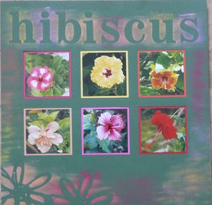 Hibiscus___1