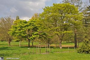 Arboretum-Vallée-des-Loups-8