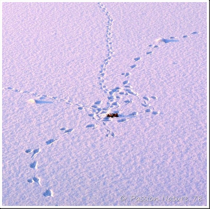 Traces d'animaux dans la neige (5)