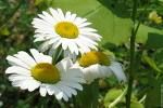 marguerite