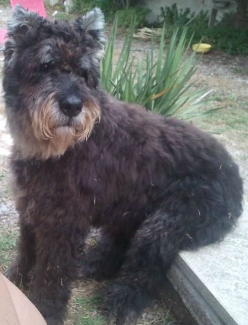Sirius de la Dullague 11 ans vit à SETE...