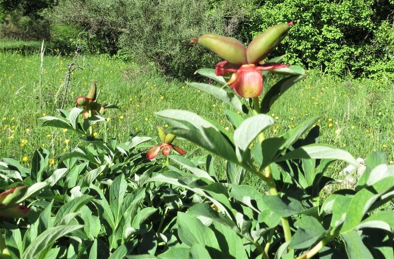 Paeonia officinalis DDR 12 05 2020