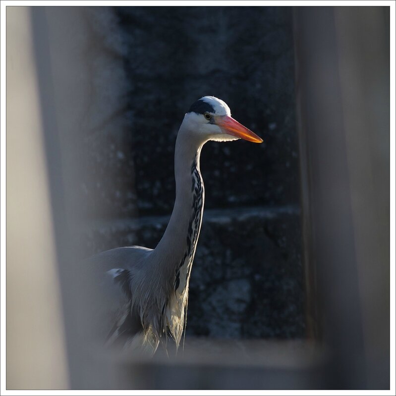 ville heron matin 060314 4