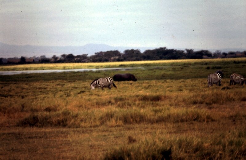 amboseli hippo a