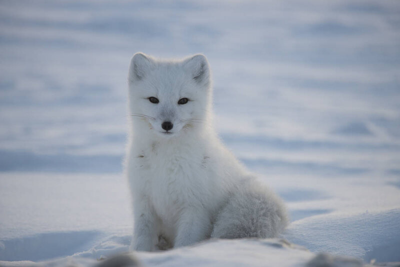 renard-polaire-assis-dans-la-neige