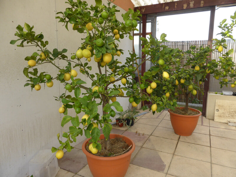 14-citrons, citronniers (3)