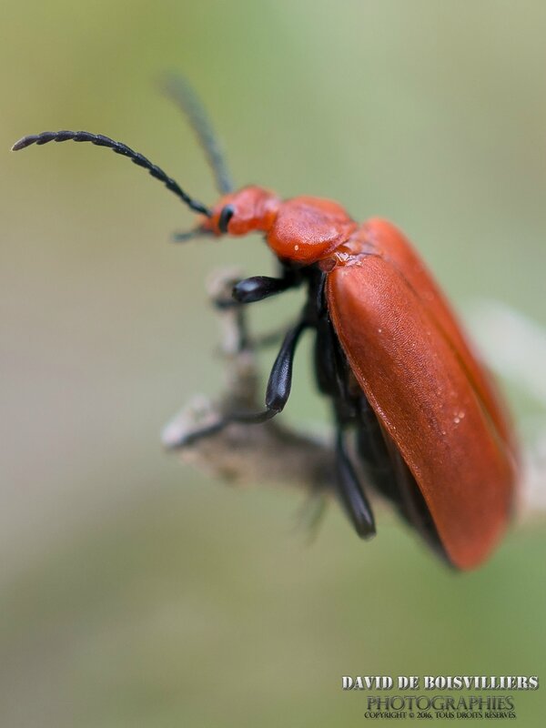 P. serraticornis Scorpoli