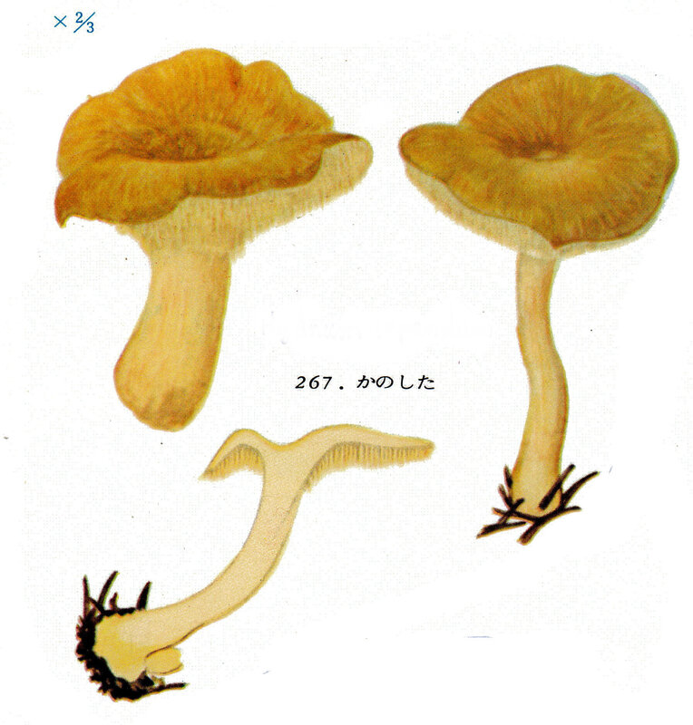 Hydnum repandum IHx 1 pl 47 no 267