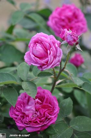 Reine-des-Violettes