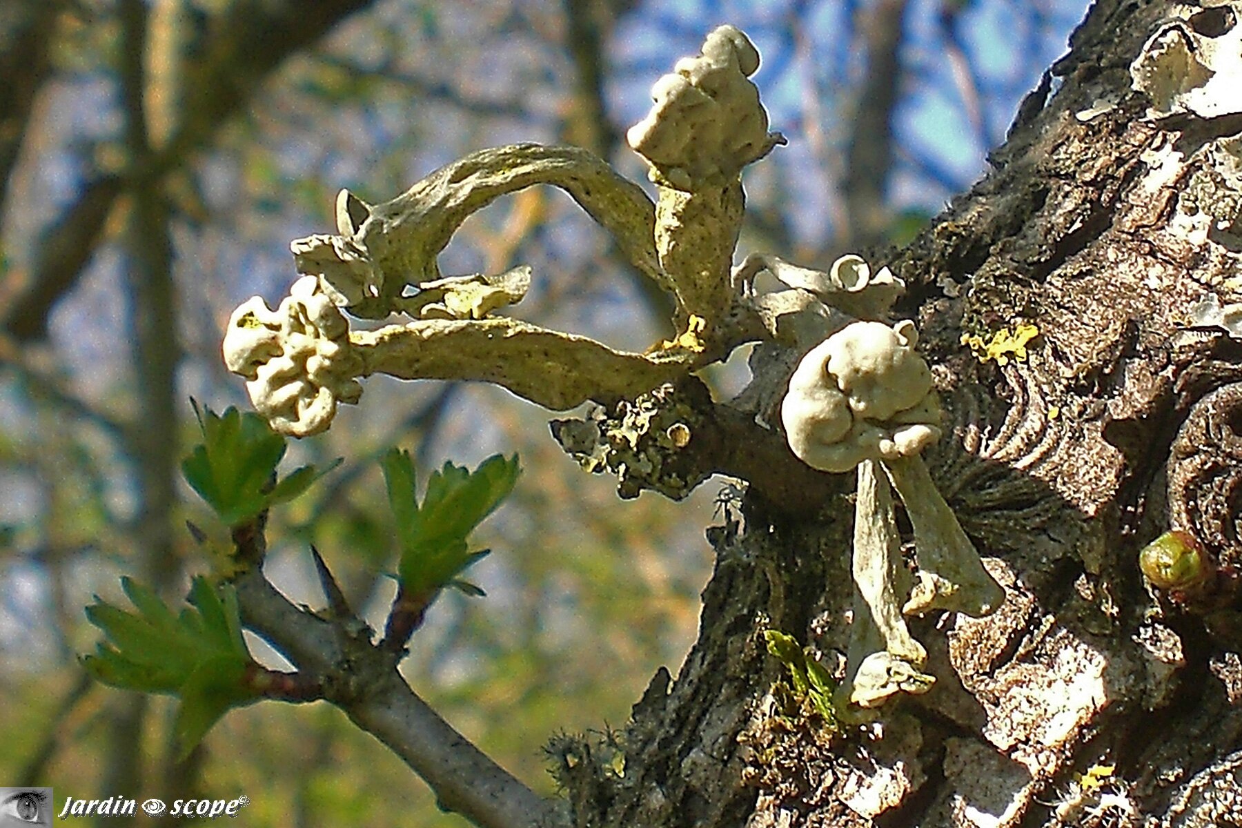 Lichen Ramaline • Ramalina fastigiata
