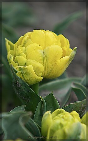Yellow_King
