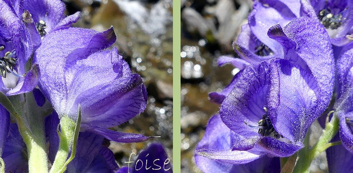 périanthe formé de 5 sépales pétaloïdes bleu-violet le supérieur dressé en forme de casque