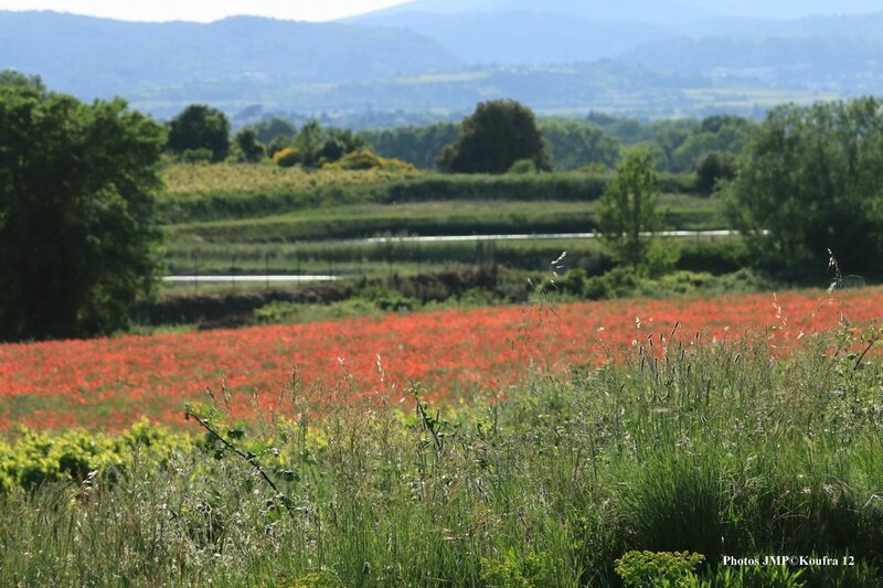 Photos JMP © Koufra12 - St Bauzille - 10 mai 2015 - 00182 - 001