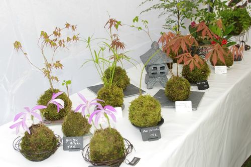 kokedama de jardin