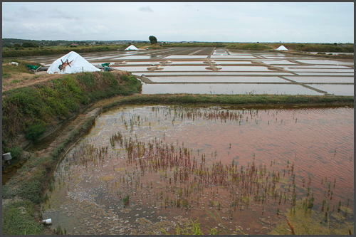 marais salant Guerande