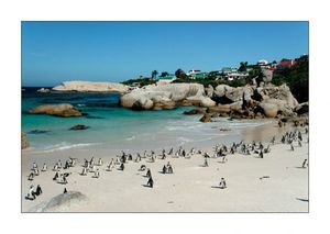 pingouins-rochers-roche-plages-le-cap-afrique-du-sud-4943048358-920610
