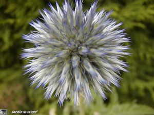 Echinops