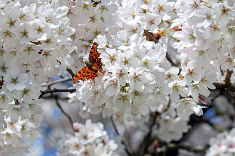 japanese-cherry-trees-2169269_1920