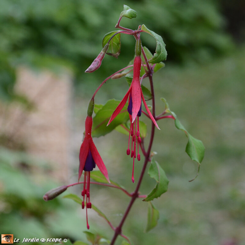 Fuchsia-Riccartonii