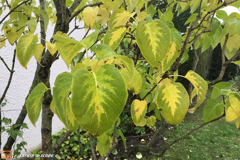 Le-lilas-en-automne