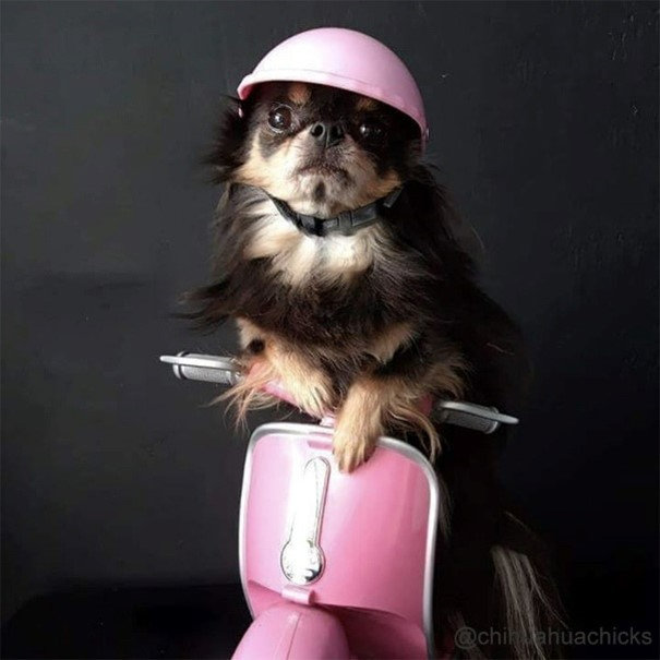  Un chien portant un casque rose sur une moto