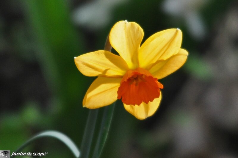 Narcisse bicolor