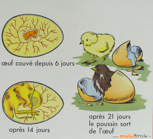 AFFICHE-MDI-LAIT-OEUF-POULE-11-muluBrok-Vintage