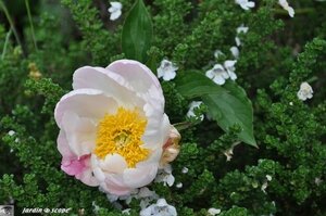 Jardin-François-0029