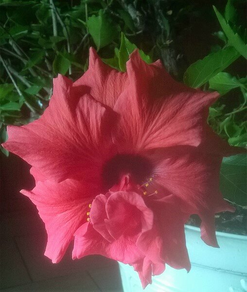 hibiscus rouge a