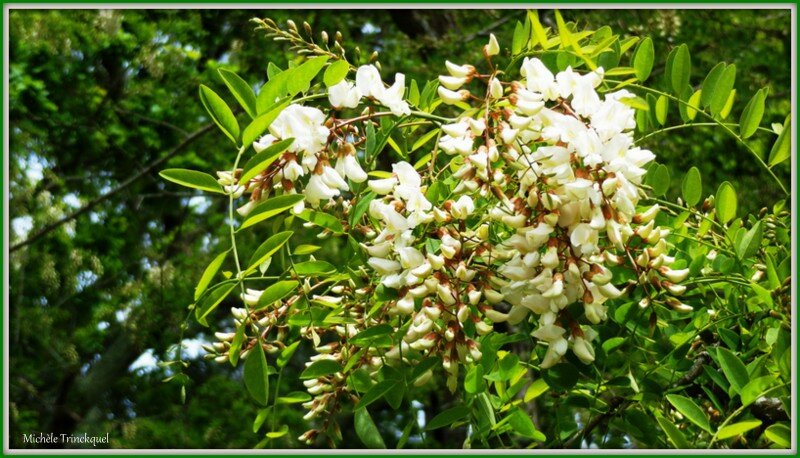 Fleurs d'Acacia 3004153