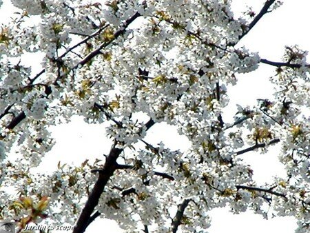 Cerisier en fleurs