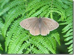 papillon_fougere_102-0233_IMG