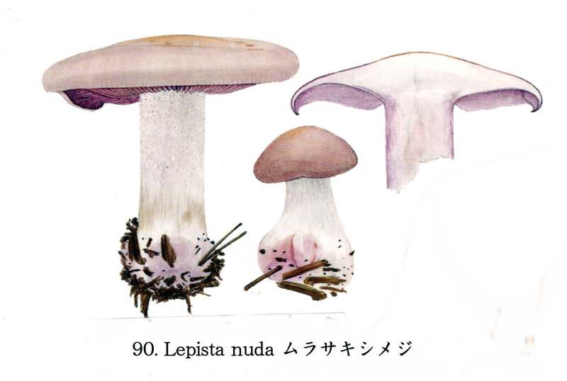 IH1 pl 12 no 90 Lepista nuda