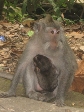 Bali_August_2008_236