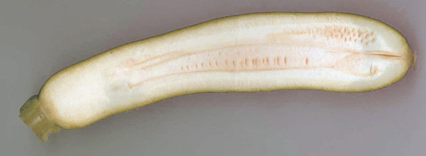 courgette-longue-coupe