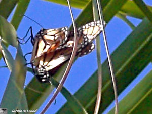 9129_accouplement_papillons