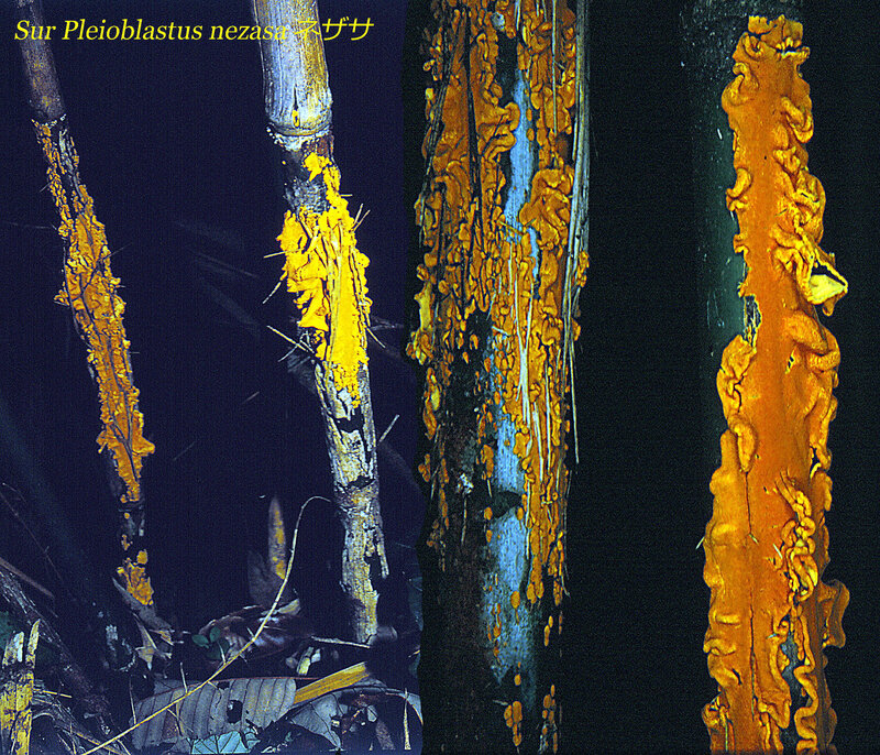 Stereostratum corticioides_1990_0427montjpg