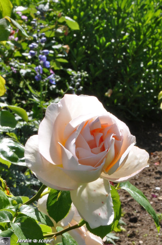 Une bien jolie rose……de porcelaine