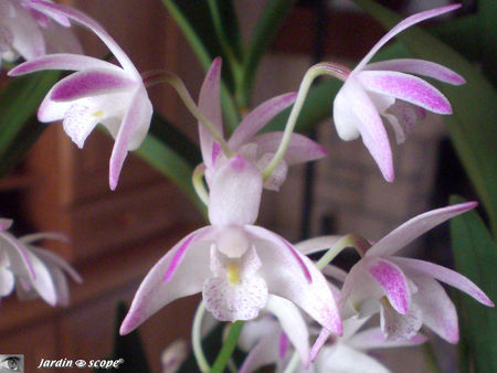Dendrobium Berry Snow Fairy