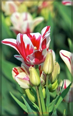 Bouquet_rouge_et_blanc