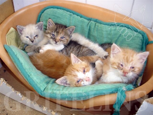 Photo chatons poubelles