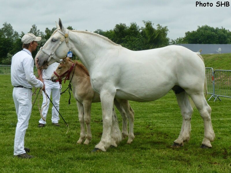 Querelle du Boncoin - Concours Elevage local - Bourbourg (59) - 17 Juin 2014 - Photo SHB