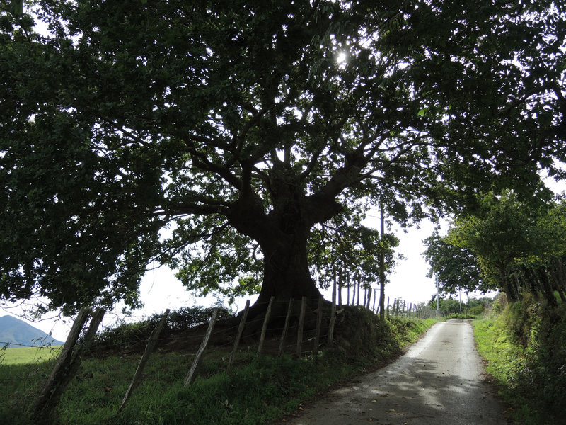 Mendionde, en route pour le mont Ursuya, arbre (64)