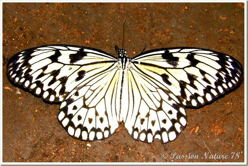 Les papillons (21)