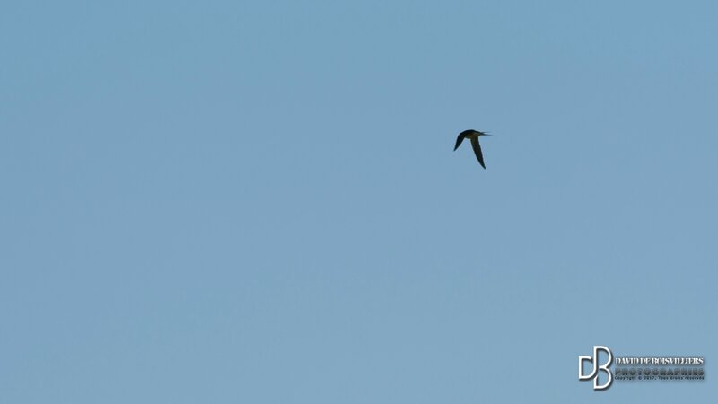 Hirondelle rustique (Hirundo rustica)