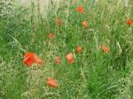 Coquelicots