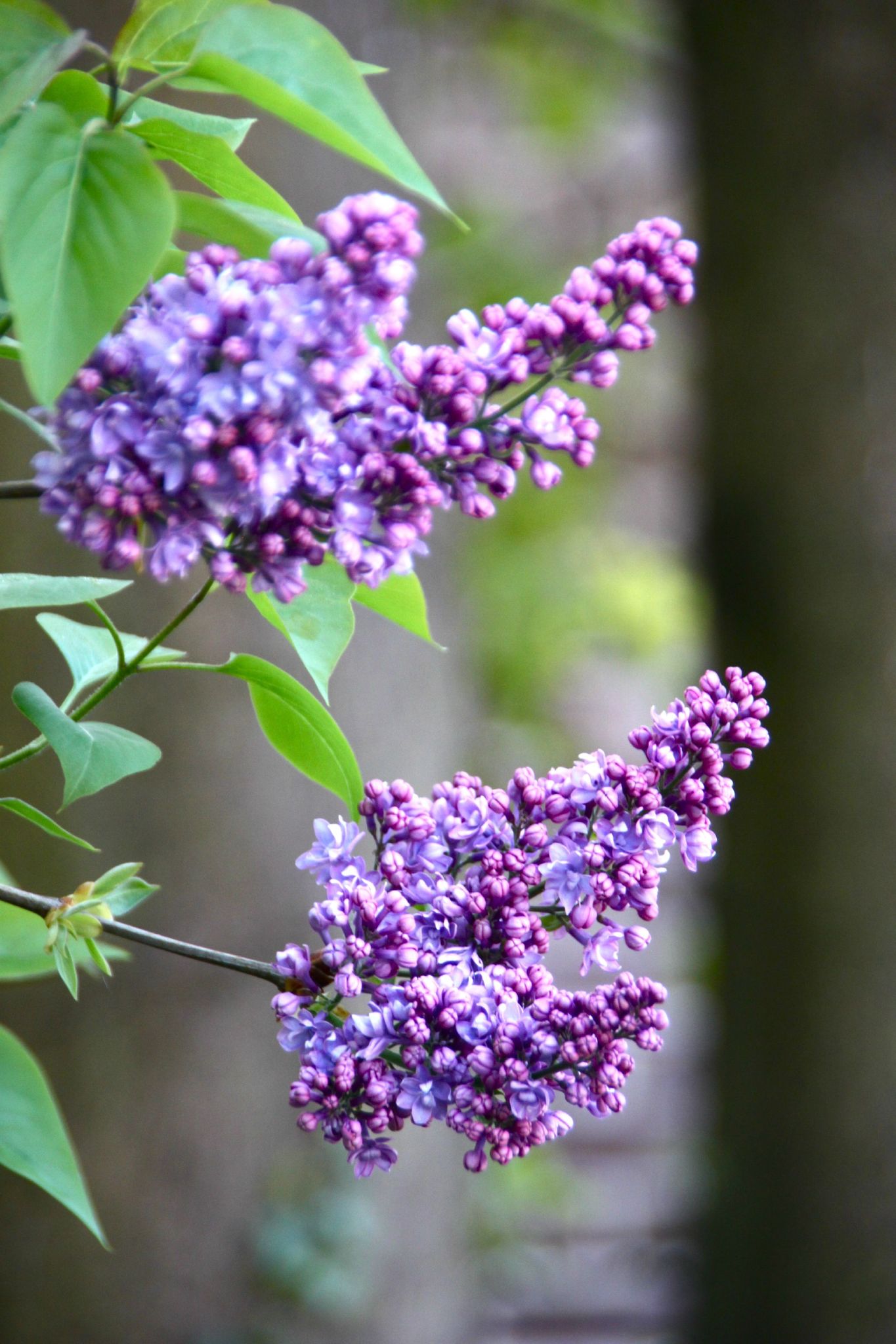 Lilas