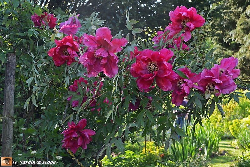 Pivoine-2