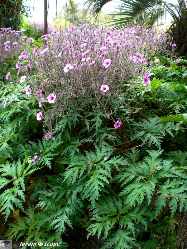 Geranium maderense • Géranium de Madère • Famille des Geraniacea