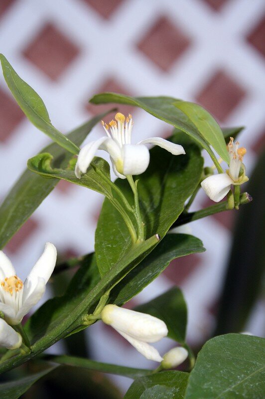 Fleur d'oranger